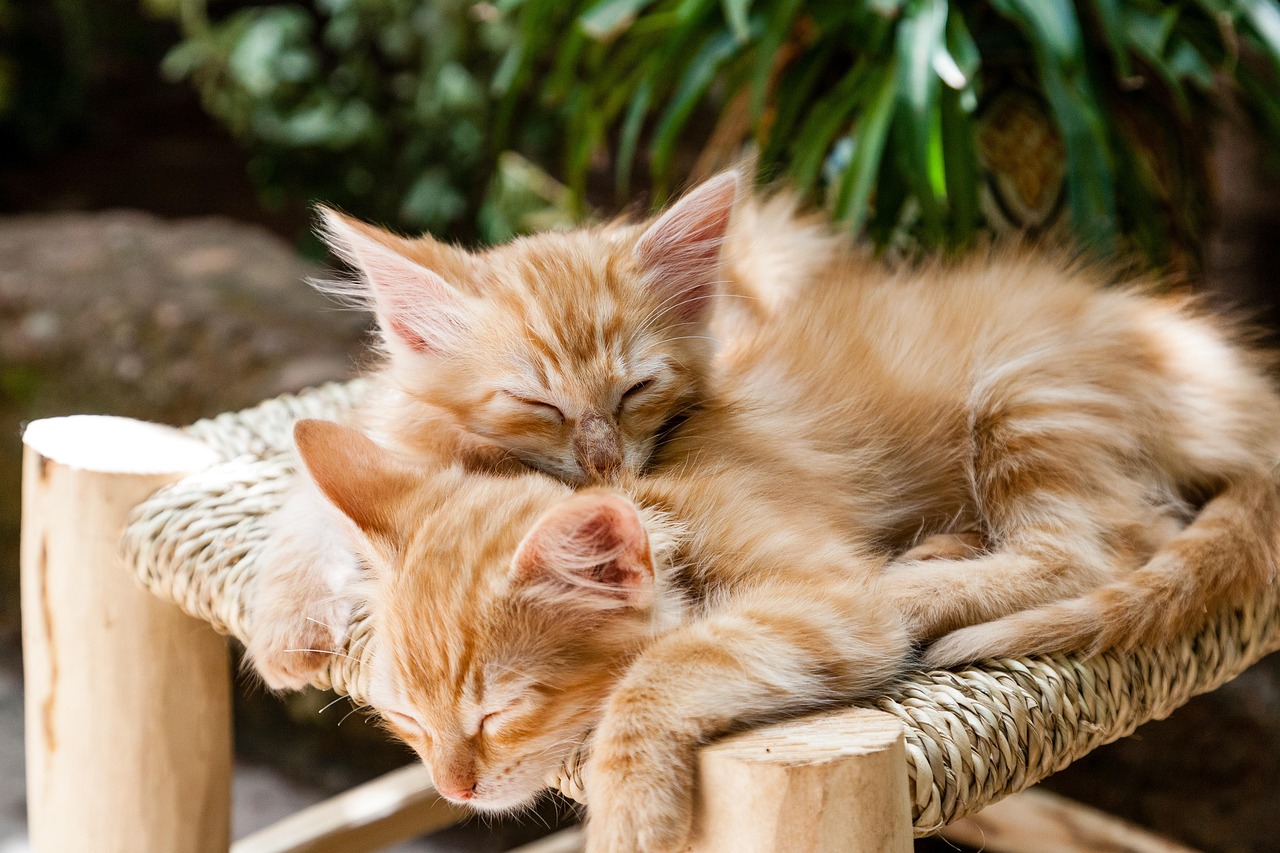 kittens, pets, sleeping, cats, animal, domestic, cute, kitty, feline, nature, young, small, mammal, fur, adorable, striped