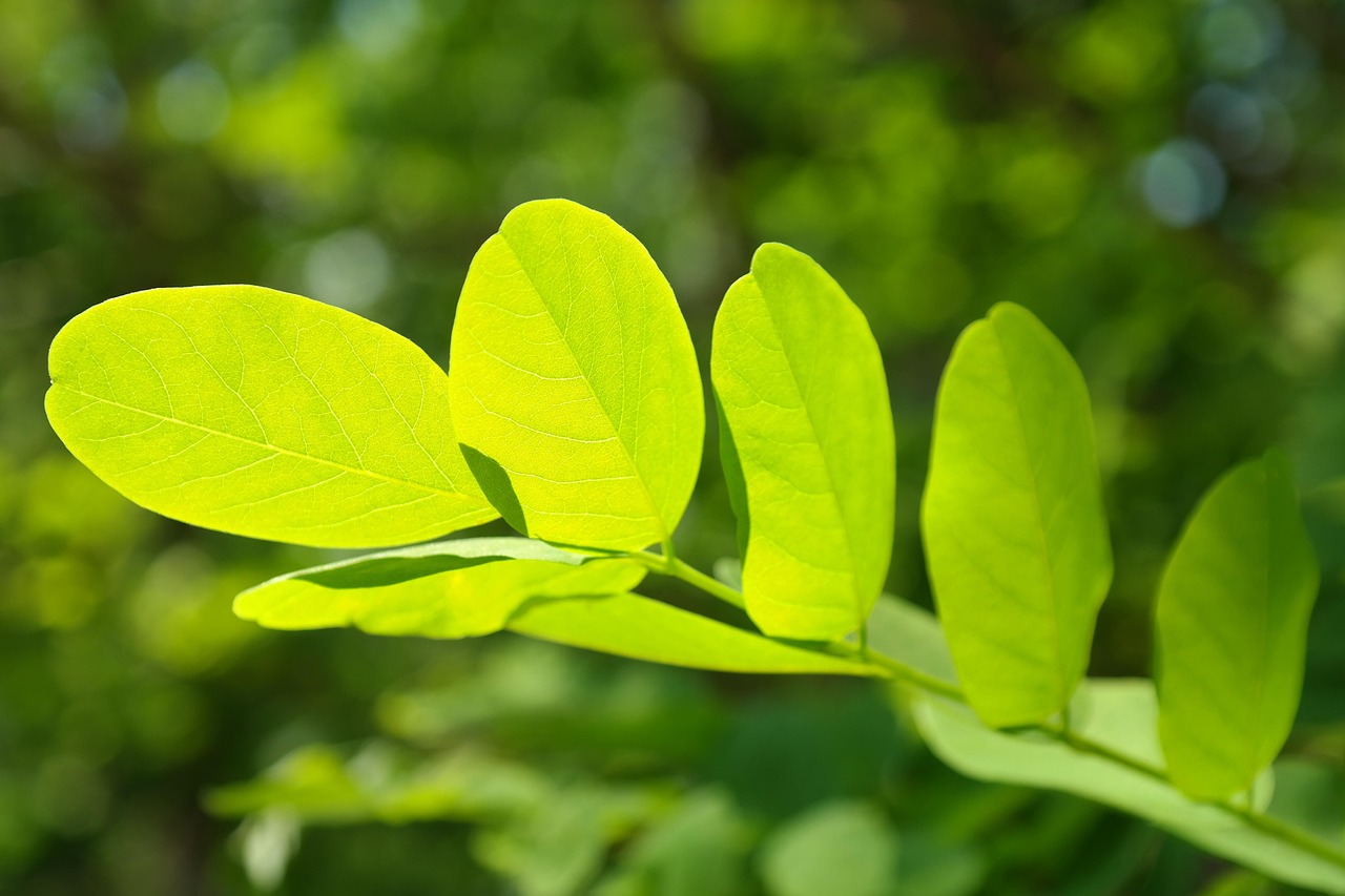 leaves, branch, tree, leaf veins, deciduous tree, black locust, false acacia, robinia pseudoacacia, foliage, greenery, plant, flora, nature, closeup, black locust, greenery, greenery, greenery, greenery, greenery