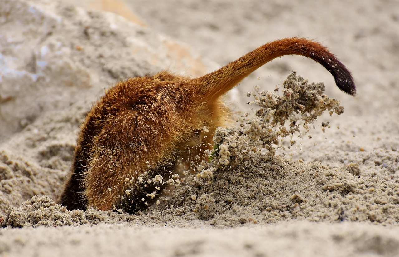 head stuck in the sand, phrase, meerkat, digging, sand, dig, animal, nature, zoo, tiergarten, small, fur, cute, mammal, adorable, portrait, meerkat, digging, digging, digging, digging, digging, dig, dig, dig, dig